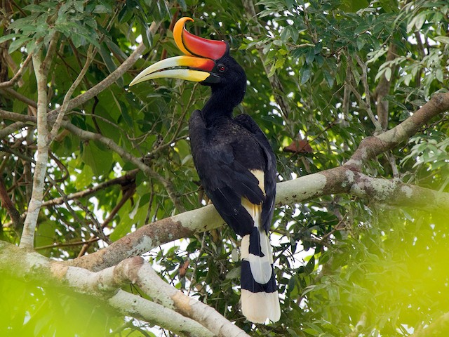 Misteri dan Legenda Burung Enggang: Ikon Kebijaksanaan dan Kepemimpinan di Borneo