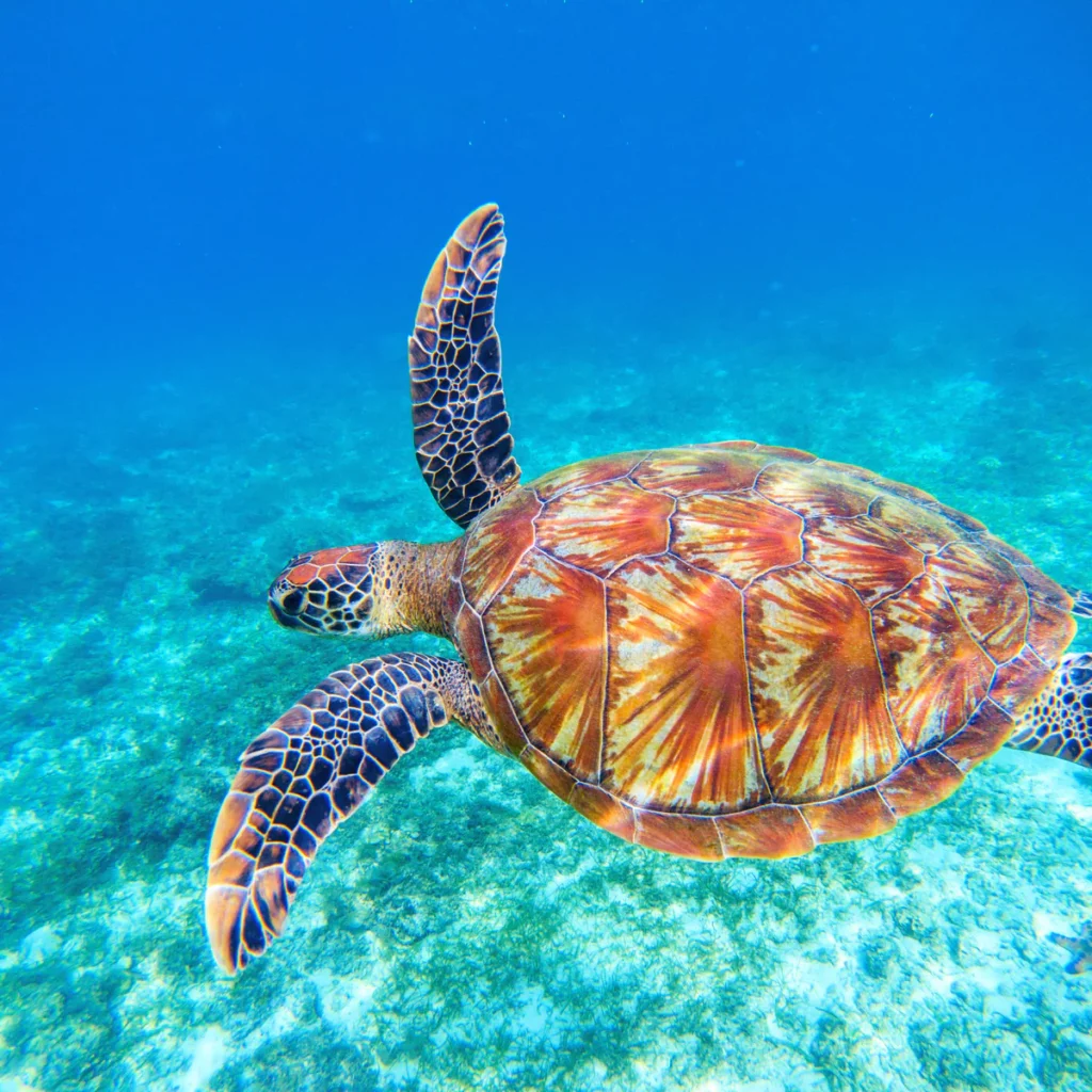 Pulau Talang-Satang, Syurga Penyu Tersembunyi di Sarawak