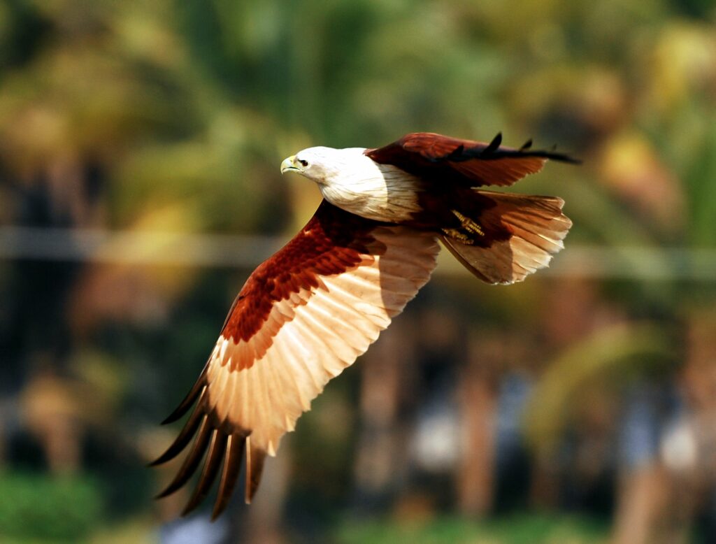 Misteri dan Legenda Burung Enggang: Ikon Kebijaksanaan dan Kepemimpinan di Borneo