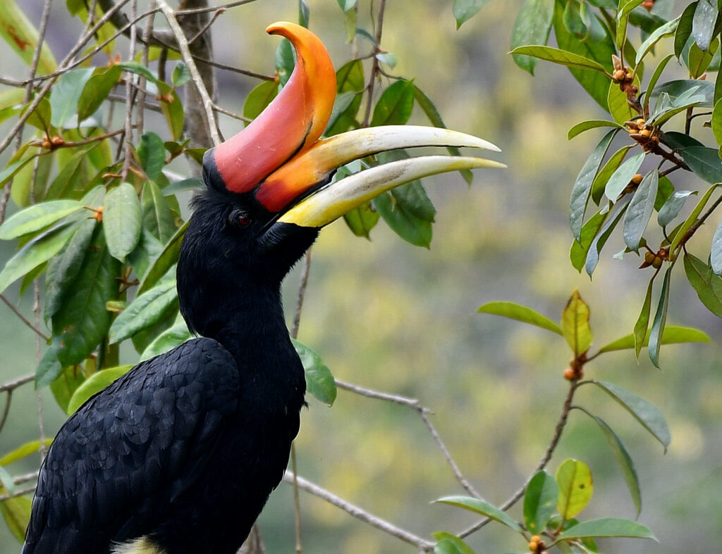 Misteri dan Legenda Burung Enggang: Ikon Kebijaksanaan dan Kepemimpinan di Borneo