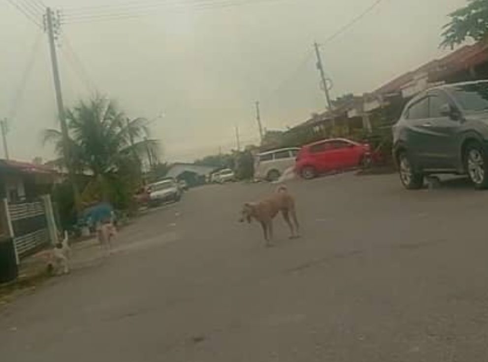 Anjing Liar Berkeliaran Setiap Hari, Penduduk Taman Desa Kemuyang Sibu Desak Tindakan Segera