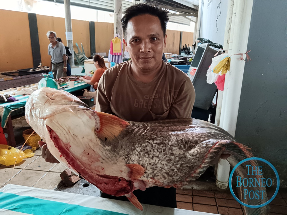Nelayan Sarawak Ini Tangkap Ikan Tapah Gergasi Seberat 36kg Di Sungai Katibas