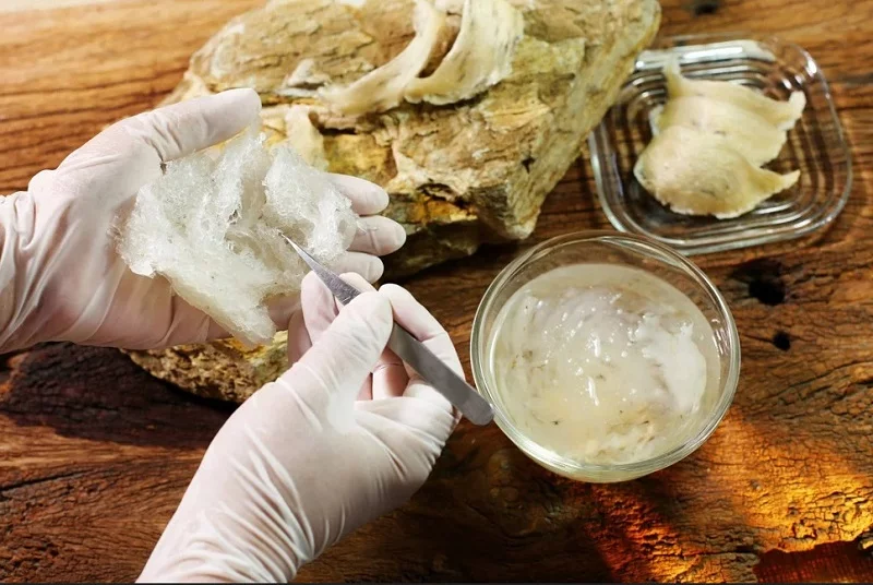 Perbezaan Sarang Burung Gua dan Sarang Dalam Rumah Burung, Mana Lebih Baik?