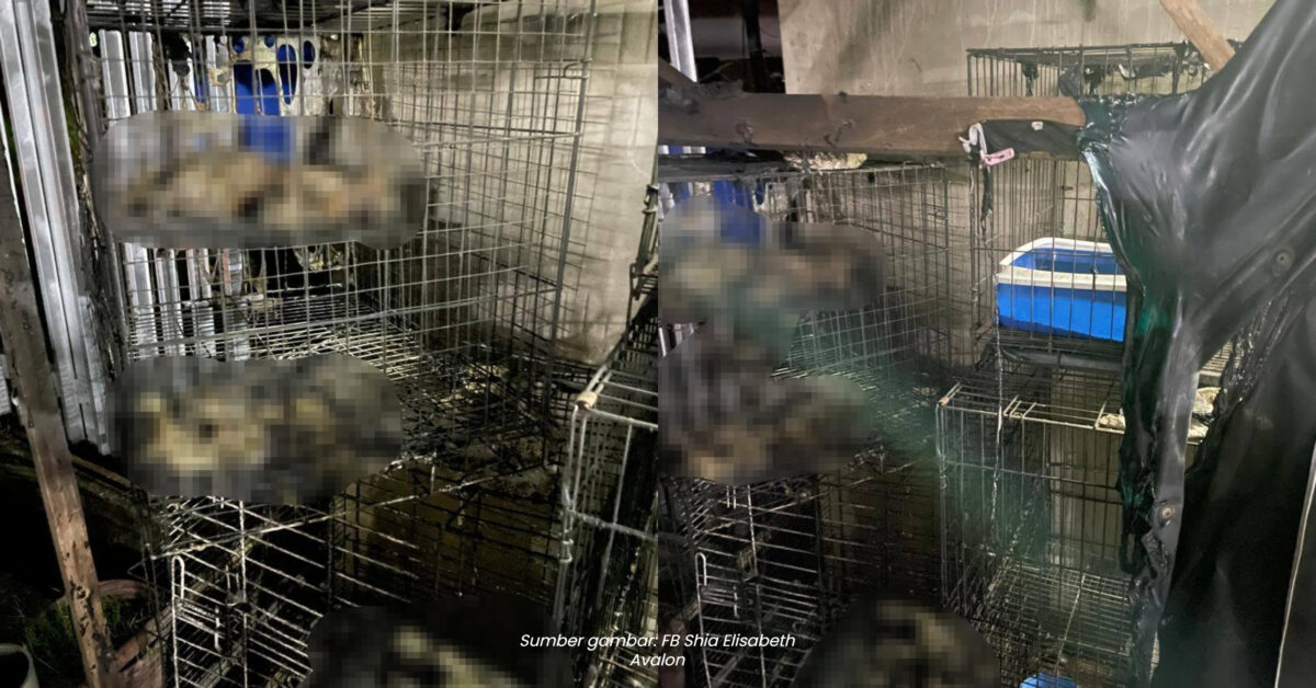Pengadu Dakwa Sangkar Kucing Sengaja Dibakar Di Sarawak, Netizen Terkesan Lihat Kucing Rentung