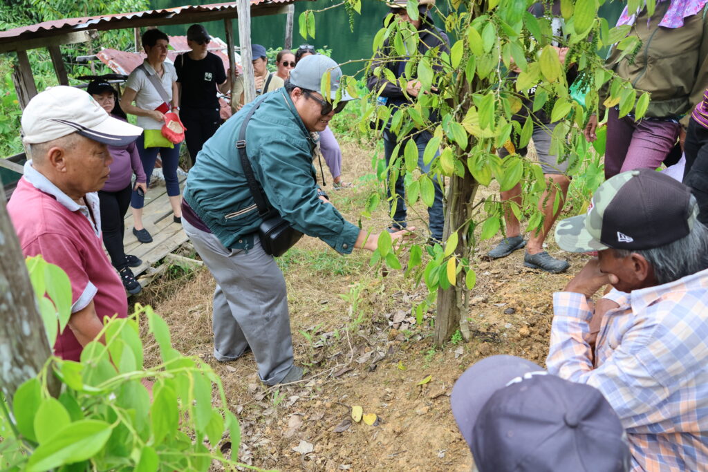 Inisiatif Hijau di Ulu Sungai Menyang, Penduduk Belajar Teknik Penanaman Lada yang 'Sustainable'