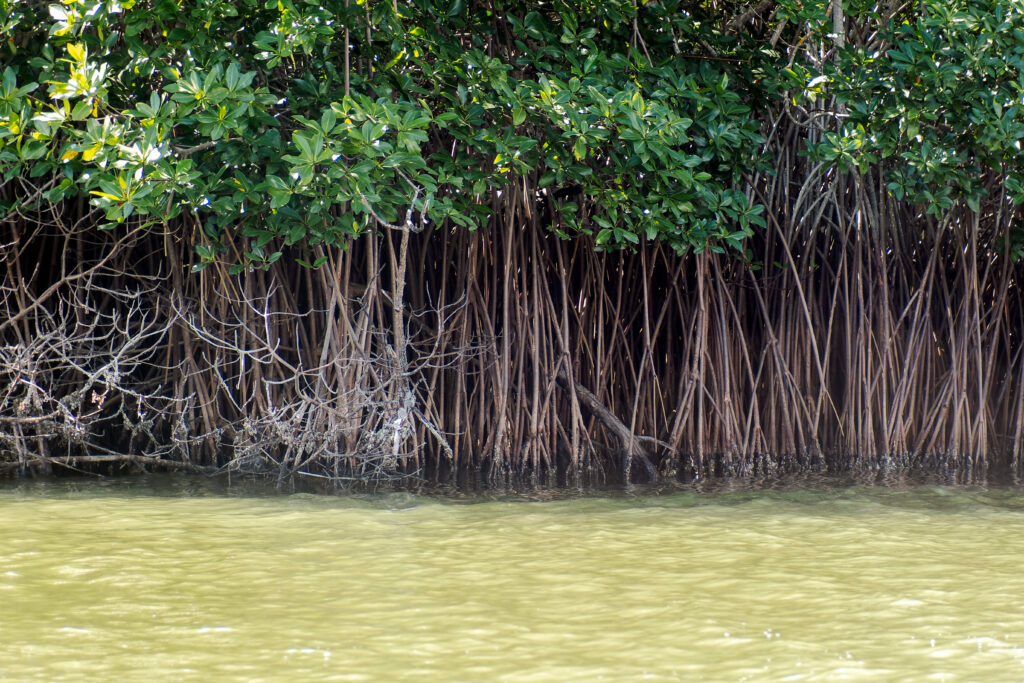 Kenapa Ekosistem Paya Bakau Penting Untuk Pesisir Pantai Borneo?