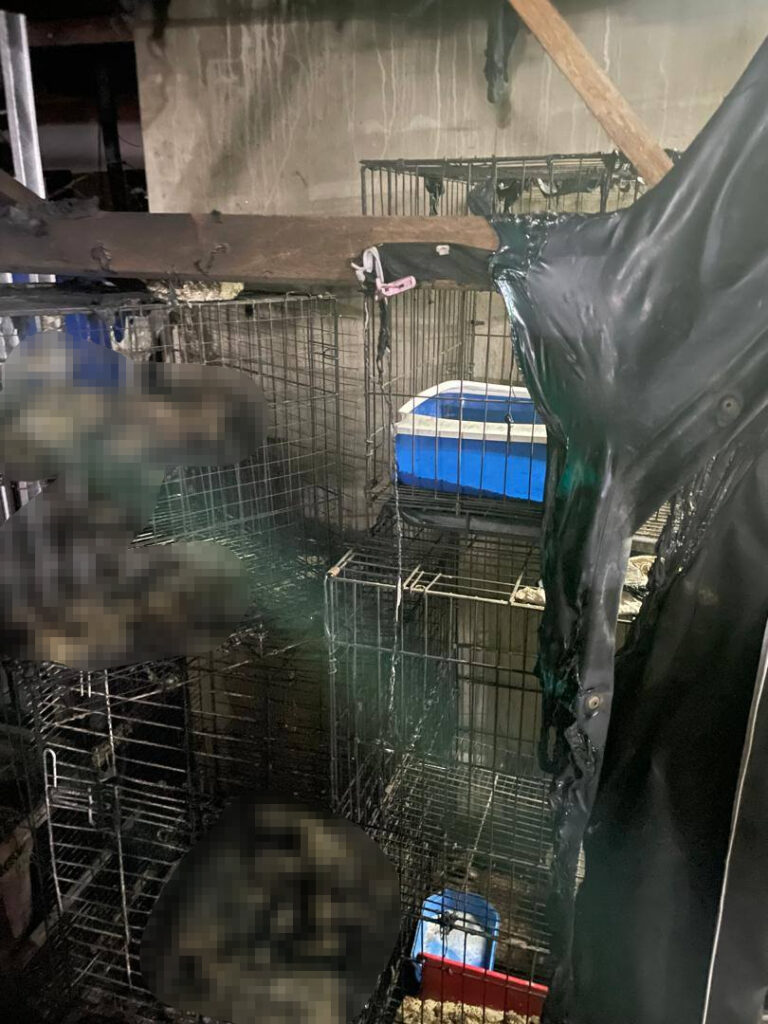 Pengadu Dakwa Sangkar Kucing Sengaja Dibakar Di Sarawak, Netizen Terkesan Lihat Kucing Rentung