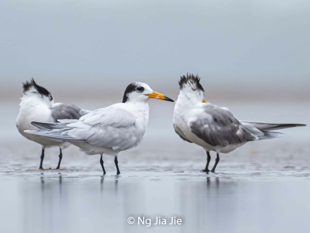 Hanya Tinggal 50 Ekor Di Dunia, Burung Chinese Crested Tern Ditemui Di Asajaya