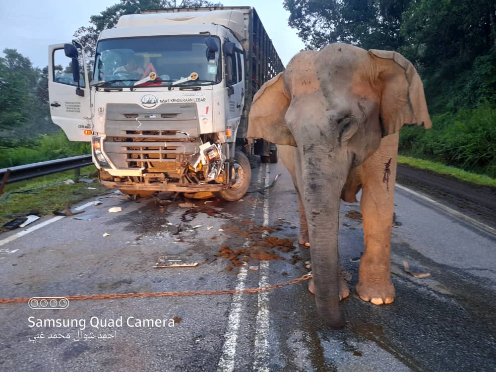 Kasih Ibu Gajah Tidak Berganjak, Meratapi Anaknya Yang Mati Digilis Lori