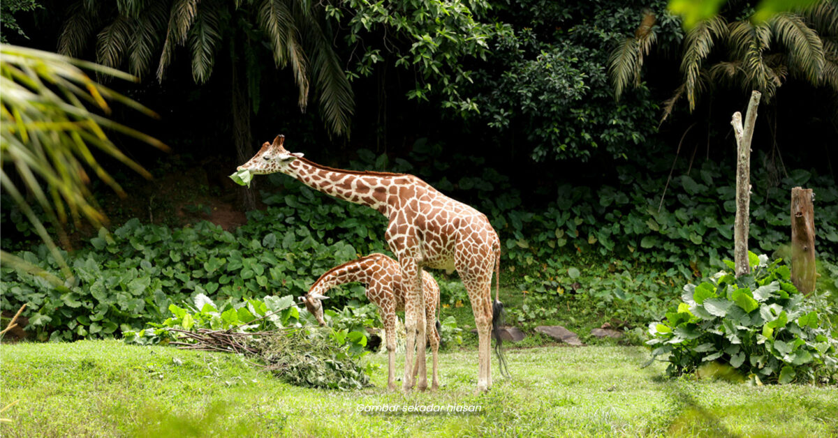 Zoo Persendirian Pertama Sarawak Bakal Dibuka Di Bau