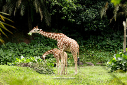 Zoo Persendirian Pertama Sarawak Bakal Dibuka Di Bau