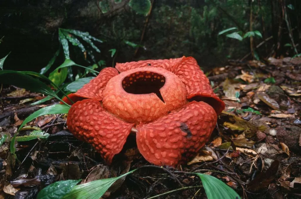 [CA] Kenali Khazanah Flora Unik Borneo, Dari Rafflesia Hingga Periuk Kera