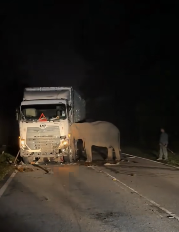 Kasih Ibu Gajah Tidak Berganjak, Meratapi Anaknya Yang Mati Digilis Lori