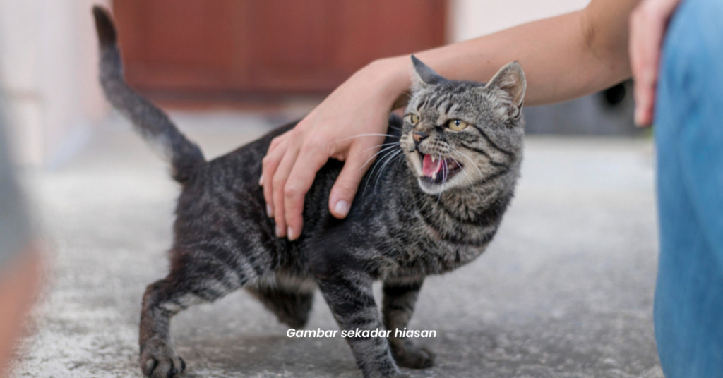 Main Dengan Kucing Jalanan Undang Padah, Budak 13 Tahun Dijangkiti Rabies Di Sarawak