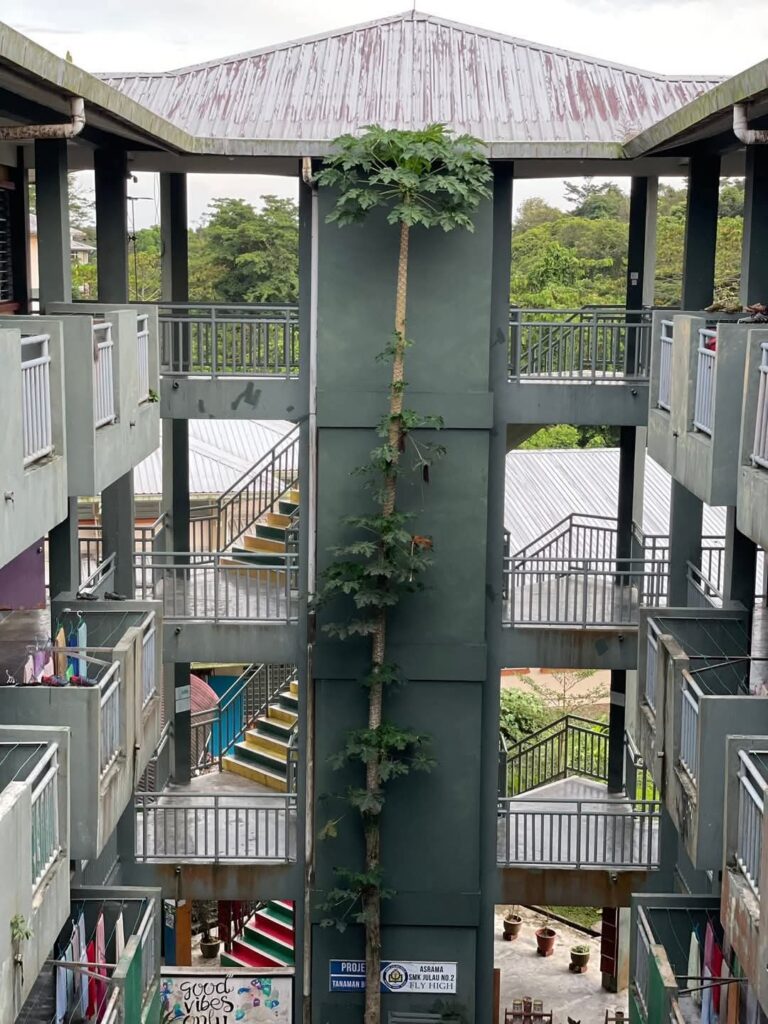 Pokok Betik Setinggi Bangunan 4 Tingkat Di SMK Julau No 2 Curi Tumpuan Netizen
