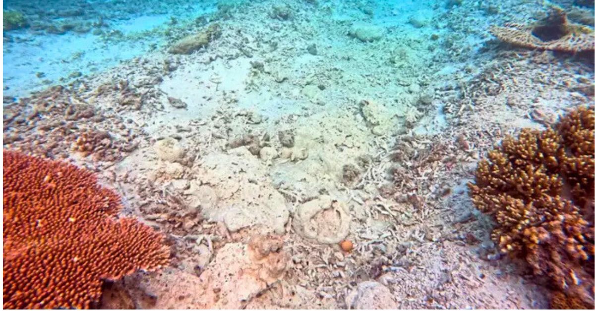 Terumbu Karang Diancam, Aktiviti Dredging Di Pulau Pom-Pom Semporna Cetus Kebimbangan
